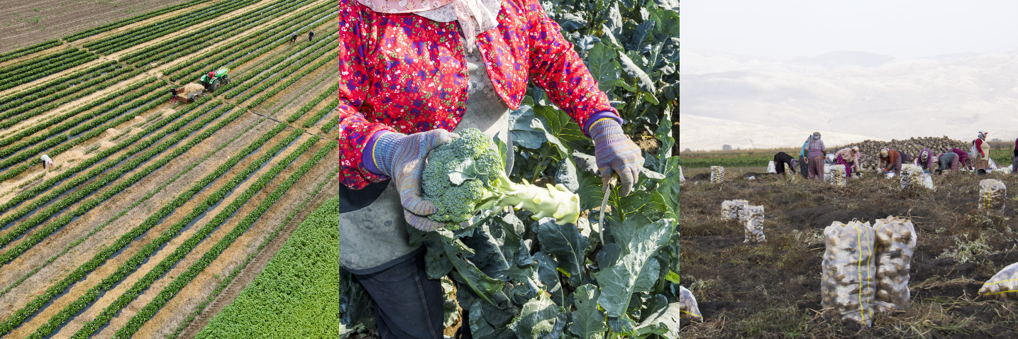 Formalizing Farm Labor Research Between Mexico and California